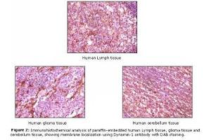 Image no. 1 for anti-Dynamin 1 (DNM1) antibody (ABIN232098) (Dynamin 1 antibody)