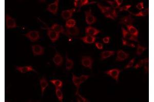 ABIN6275199 staining NIH-3T3 by IF/ICC. (ICAM2 antibody  (Internal Region))