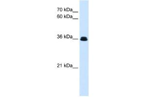 WB Suggested Anti-eve Antibody Titration:  0. (Adipsin antibody  (N-Term))