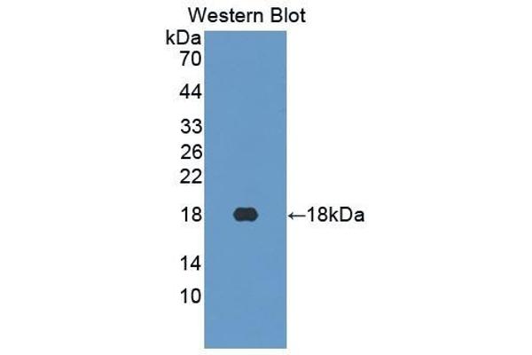 Neurotensin antibody  (AA 42-167)