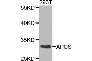 Western blot analysis of extracts of 293T cells, using APCS antibody. (APCS antibody  (AA 1-223))