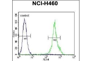 ML1 Antibody (Center) (ABIN655505 and ABIN2845021) flow cytometric analysis of NCI- cells (right histogram) compared to a negative control cell (left histogram). (MAML1 antibody  (AA 198-225))