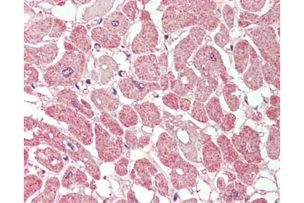 PLA2G5 antibody  (N-Term)