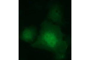Image no. 2 for anti-Indoleamine 2,3-Dioxygenase 1 (IDO1) antibody (ABIN1498794)