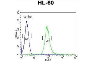 Flow cytometric analysis of HL-60 cells using CD132 / IL2RG Antibody (N-term) AP52197PU-N (right histogram) compared to a negative control cell (left histogram). (IL2RG antibody  (N-Term))