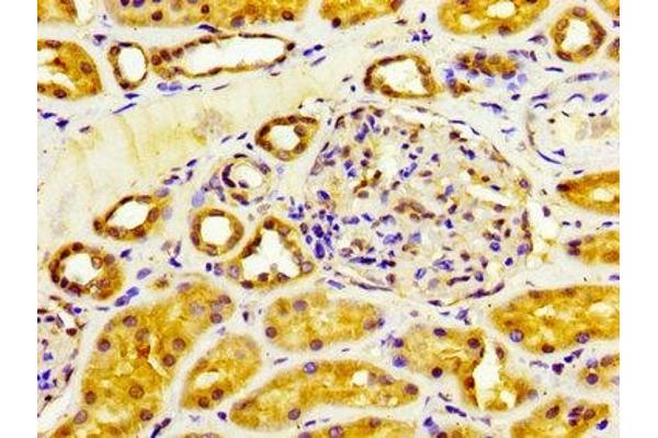 CYP4F2 antibody  (AA 268-373)