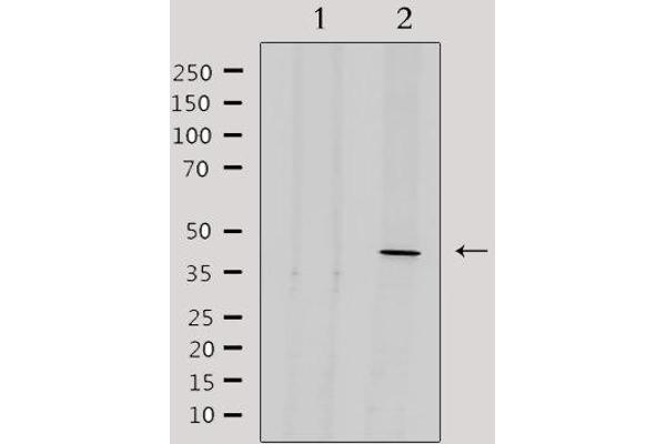 EXOG antibody  (Internal Region)