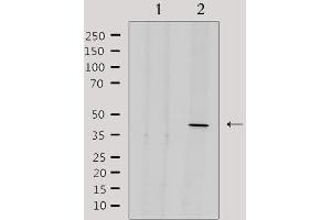Western blot analysis of extracts from 293, using ENDOGL1 Antibody. (EXOG antibody  (Internal Region))