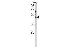 Western blot analysis of ANGPTL7 antibody (N-term) (ABIN390443 and ABIN2840822) in Hela cell line lysates (35 μg/lane). (ANGPTL7 antibody  (N-Term))