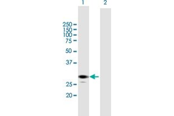 ECHS1 antibody  (AA 1-290)