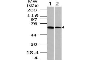 Image no. 1 for anti-OTU Domain Containing 5 (OTUD5) (AA 300-520) antibody (ABIN5027170) (OTUD5 antibody  (AA 300-520))