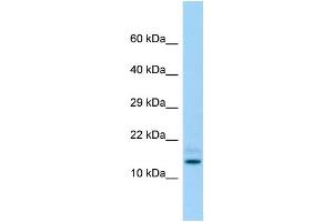 Host: Rabbit Target Name: Hddc3 Sample Type: Rat Testis lysates Antibody Dilution: 1. (HDDC3 antibody  (Middle Region))