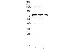 Western blot testing of 1) mouse brain and 2) rat brain lysate with GAS6 antibody at 0. (GAS6 antibody)