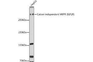 Western blot analysis of extracts of HepG2 cells, using Cation-independent M6PR (Cation-independent M6PR (IGF2R)) antibody (ABIN6130063, ABIN6142247, ABIN6142248 and ABIN6216853) at 1:1000 dilution.