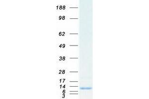 SCGB2A1 Protein (Myc-DYKDDDDK Tag)