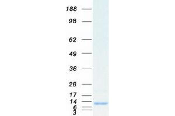 SCGB2A1 Protein (Myc-DYKDDDDK Tag)