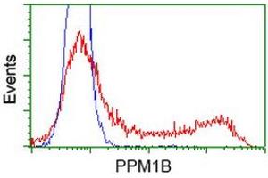 HEK293T cells transfected with either RC212918 overexpress plasmid (Red) or empty vector control plasmid (Blue) were immunostained by anti-PPM1B antibody (ABIN2454508), and then analyzed by flow cytometry. (PPM1B antibody)