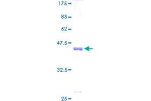 beta Synuclein Protein (AA 1-134) (GST tag)
