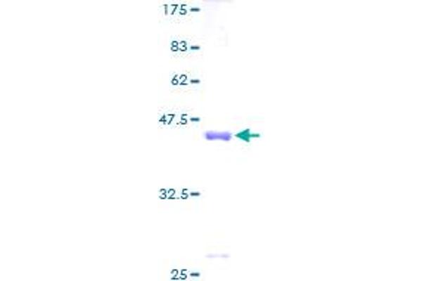 beta Synuclein Protein (AA 1-134) (GST tag)