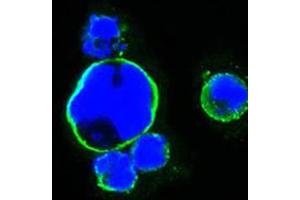 Immunofluorescent staining of HEK293 cells with ISL1 monoclonal antibody, clone 1H9  (Green) shows membrane localization.