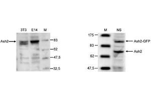 Western Blot of anti-Ash2 antibody Western Blot results of Rabbit anti-Ash2 antibody. (ASCL2 antibody  (C-Term))