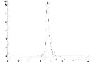 The purity of Biotinylated Human IL-22R alpha 1&IL-10R beta is greater than 95 % as determined by SEC-HPLC.