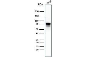 Western Blot Analysis of PC-3 cell lysate using Moesin Mouse Monoclonal Antibody (MSN/492).