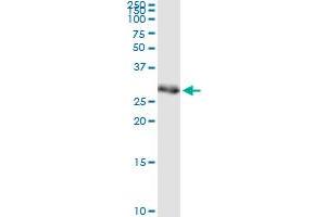 Immunoprecipitation of RPA4 transfected lysate using anti-RPA4 MaxPab rabbit polyclonal antibody and Protein A Magnetic Bead , and immunoblotted with RPA4 purified MaxPab mouse polyclonal antibody (B01P) . (RPA4 antibody  (AA 1-261))