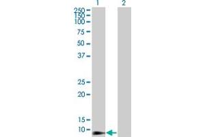 Western Blot analysis of DEFB4 expression in transfected 293T cell line by DEFB4 monoclonal antibody (M01), clone 4C4. (Defensin beta 4 antibody  (AA 24-64))