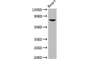 Western Blot Positive WB detected in: Mouse heart tissue All lanes: PRDM13 antibody at 2. (PRDM13 antibody  (AA 2-255))
