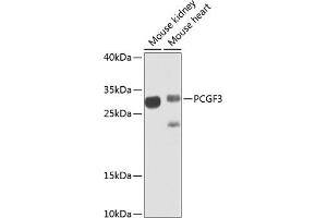Western blot analysis of extracts of various cell lines, using PCGF3 antibody (ABIN6128644, ABIN6145309, ABIN6145310 and ABIN6223342) at 1:1000 dilution. (PCGF3 antibody  (AA 1-242))