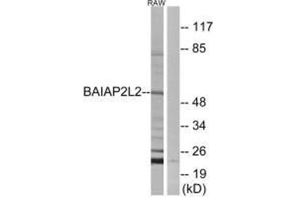 BAIAP2L2 anticorps