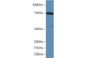 Western Blot; Sample: Human HepG2 cell lysate; Primary Ab: 2µg/ml Rabbit Anti-Mouse HSPA1B Antibody Second Ab: 0. (HSPA1B antibody  (AA 1-642))