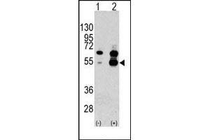 Image no. 1 for anti-Vascular Endothelial Growth Factor A (VEGFA) (N-Term) antibody (ABIN358811) (VEGFA antibody  (N-Term))
