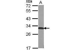 WB Image Sample (50 ug of whole cell lysate) A: mouse Liver 12% SDS PAGE antibody diluted at 1:1000 (QDPR antibody)