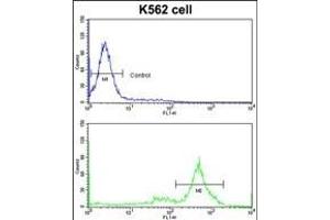 Flow cytometric analysis of K562 cells using CCT3 Antibody (C-term)(bottom histogram) compared to a negative control cell (top histogram)FITC-conjugated goat-anti-rabbit secondary antibodies were used for the analysis. (CCT3 antibody  (C-Term))