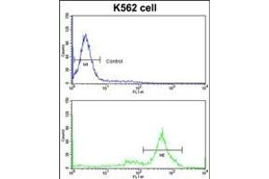 Flow cytometric analysis of K562 cells using CCT3 Antibody (C-term)(bottom histogram) compared to a negative control cell (top histogram)FITC-conjugated goat-anti-rabbit secondary antibodies were used for the analysis.