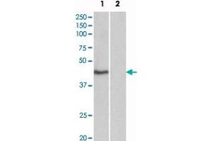 TBP (isoform1) polyclonal antibody  (0. (TBP antibody  (N-Term))
