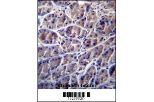 CAPN8 Antibody immunohistochemistry analysis in formalin fixed and paraffin embedded human stomach tissue followed by peroxidase conjugation of the secondary antibody and DAB staining.