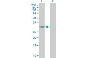 THG1L antibody  (AA 1-298)