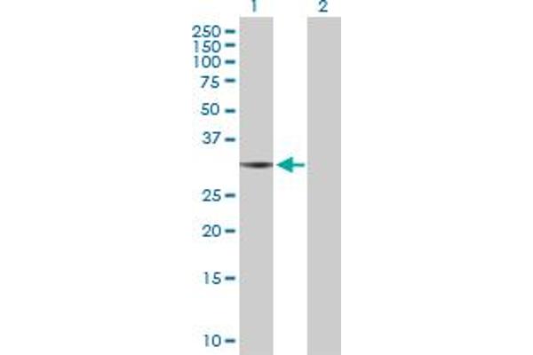 THG1L antibody  (AA 1-298)