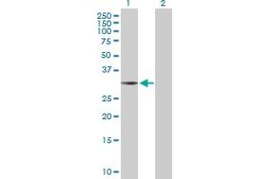 Western Blot analysis of THG1L expression in transfected 293T cell line by THG1L MaxPab polyclonal antibody. (THG1L antibody  (AA 1-298))