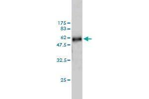 Western Blot detection against Immunogen (57. (WDR6 antibody  (AA 1-289))