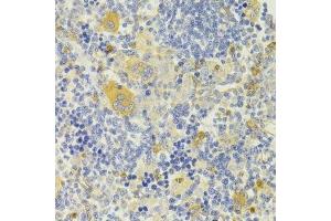 Immunohistochemistry of paraffin-embedded rat spleen using DPP3 Antibody. (DPP3 antibody  (AA 1-280))