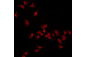 ABIN6275099 staining HT29 by IF/ICC. (INSL4 antibody)