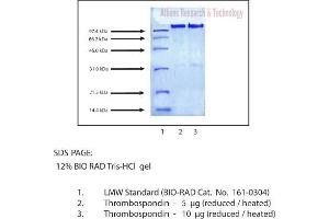 Gel Scan of Thrombospondin, Human Platelet  This information is representative of the product ART prepares, but is not lot specific. (Thrombospondin 1 Protein (THBS1))