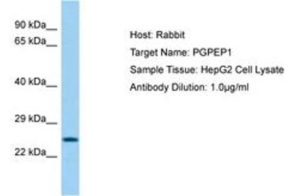 PGPEP1 抗体  (AA 64-113)