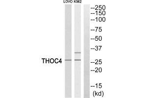 Western blot analysis of extracts from LOVO cells and K562 cells, using THOC4 antibody. (THO Complex 4 antibody  (Internal Region))