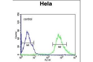 IPO9 Antibody (N-term) (ABIN651754 and ABIN2840388) flow cytometric analysis of Hela cells (right histogram) compared to a negative control cell (left histogram). (Importin 9 antibody  (N-Term))