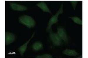 Immunostaining analysis in HeLa cells. (PPP1R13L antibody)